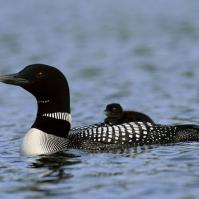 Common Loon